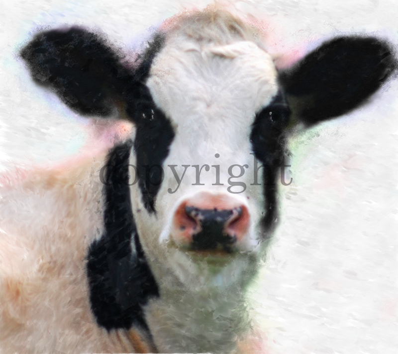 Nigella Cow