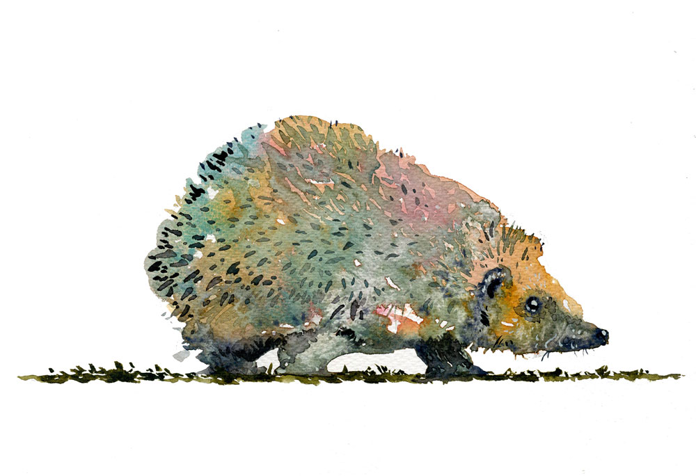 Hedgehog on the hunt
