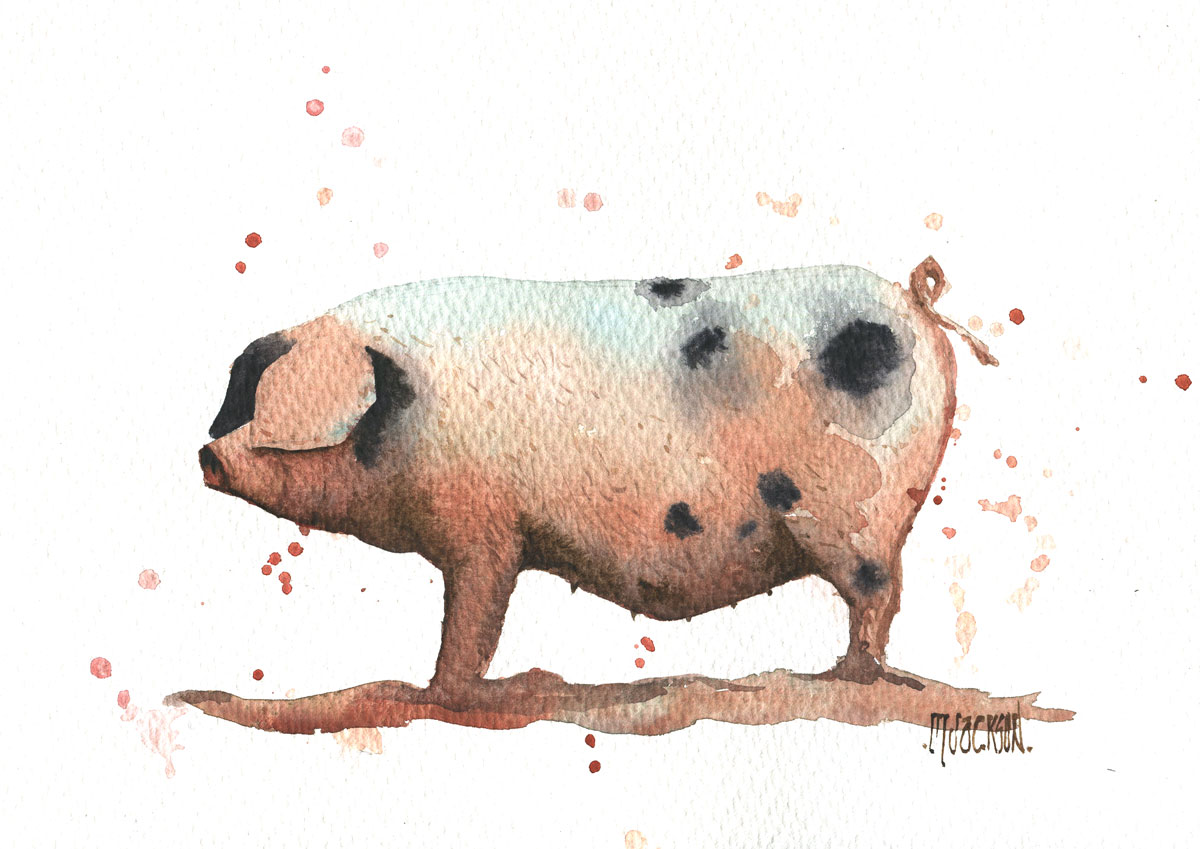 Gloucestershire Pig