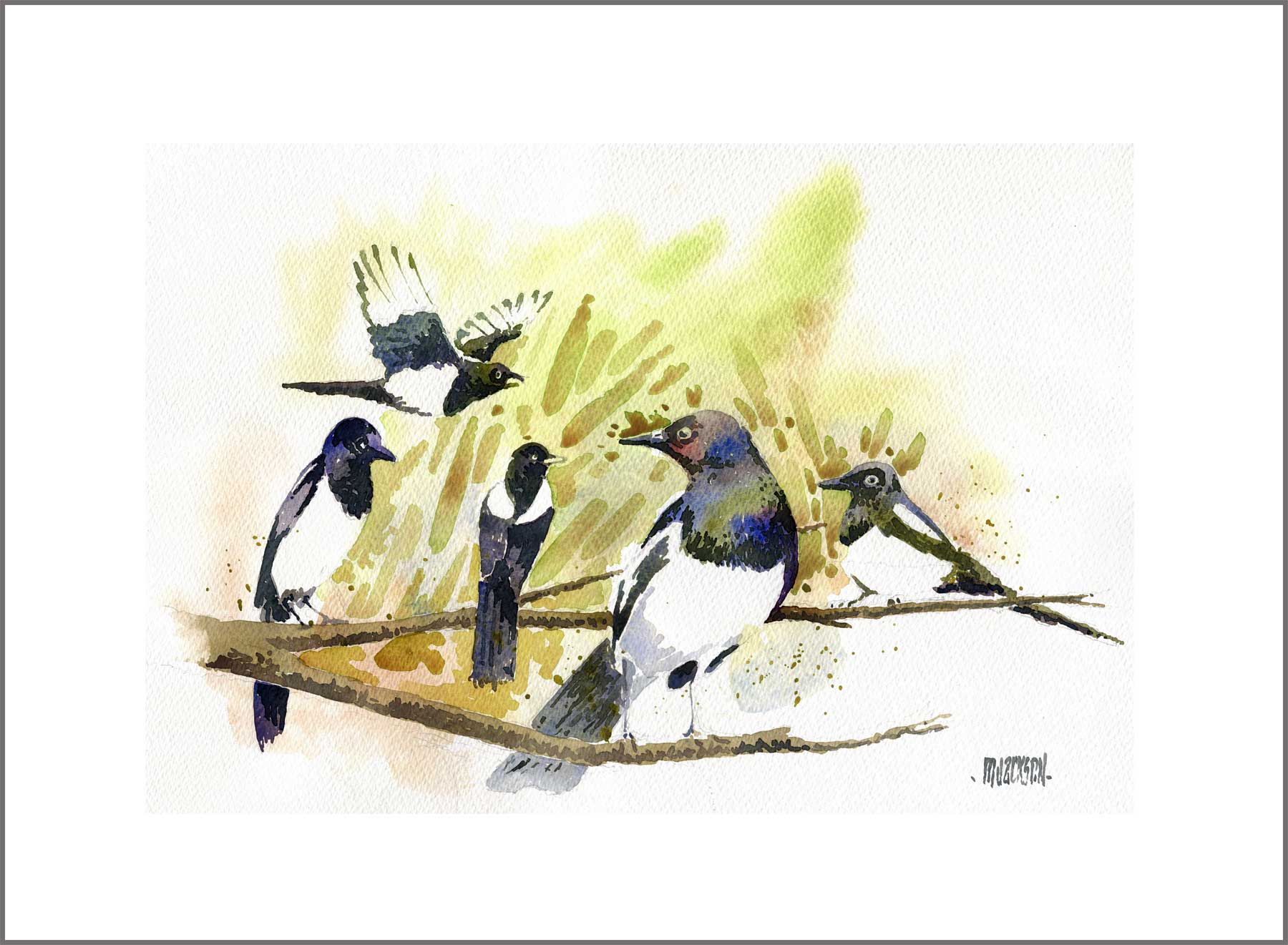 Magpies
