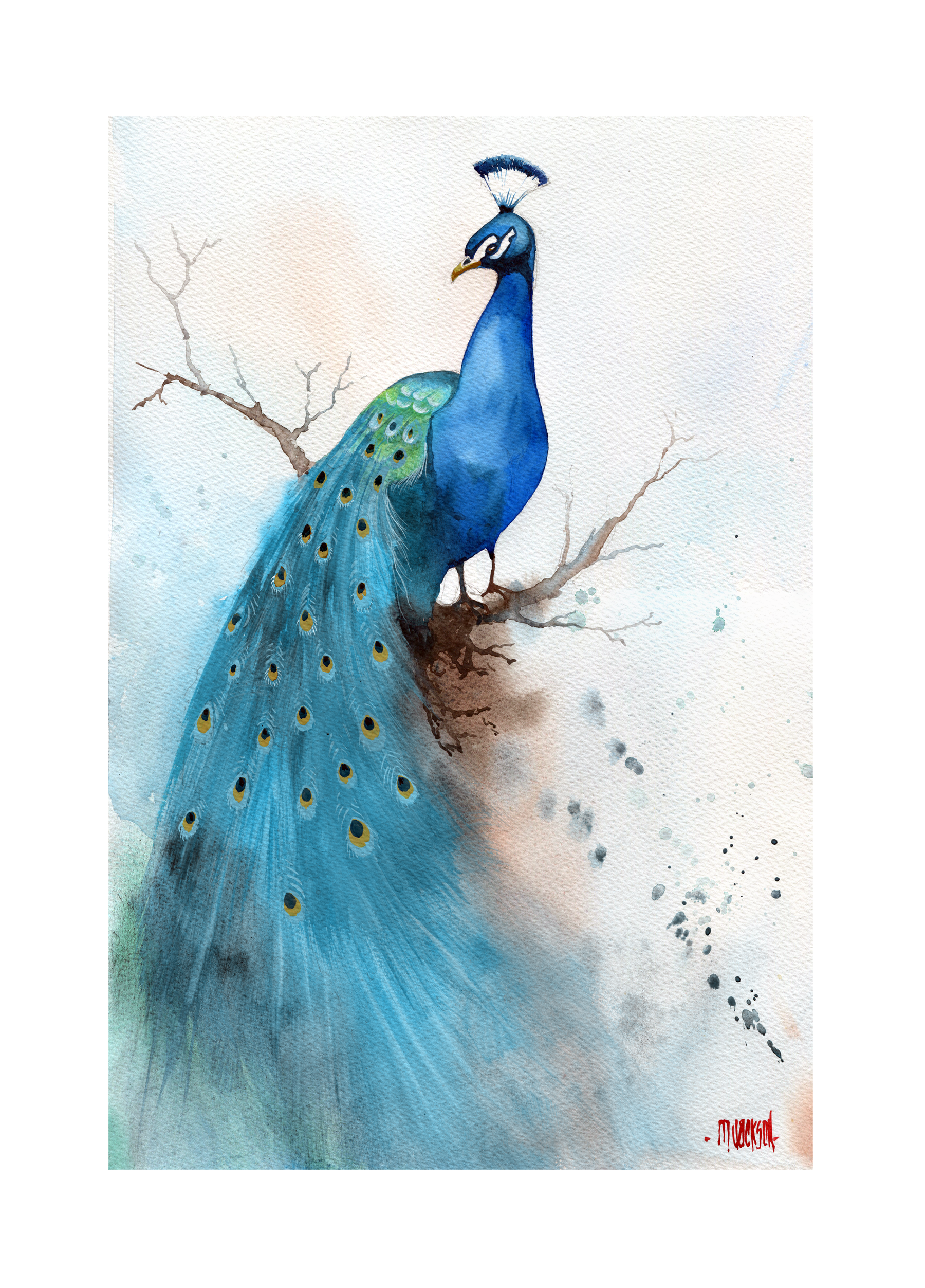Peacock